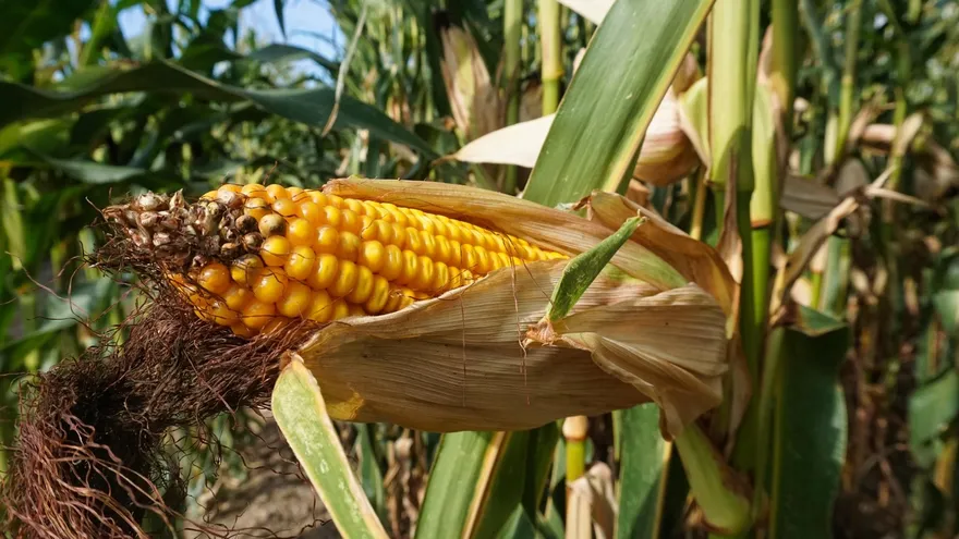 Corn farmers in Azuero standing in a field, representing producers seeking unpaid 2025 harvest payments from MIDA