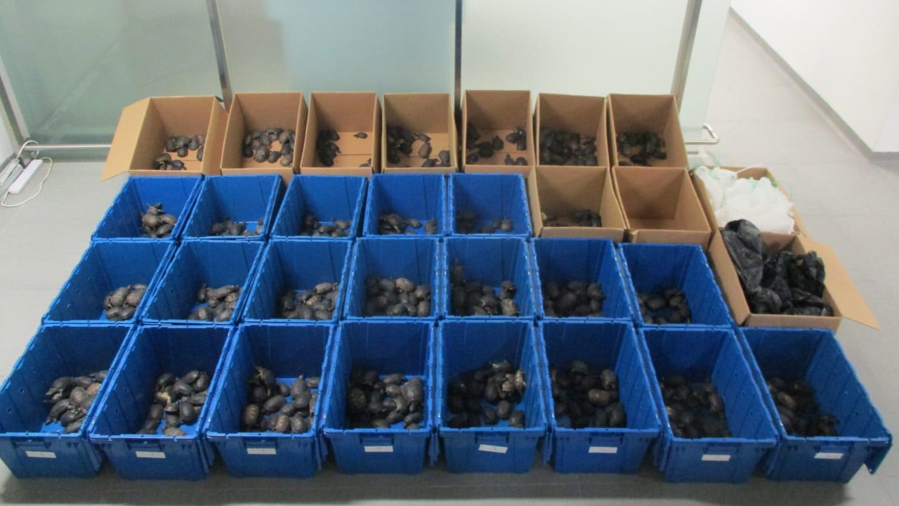 Customs officers inspecting a car boot with seven black plastic bags containing live turtles at a bridge control point