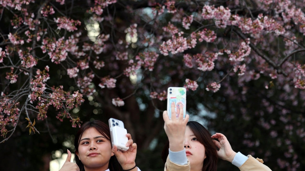 Somei Yoshino cherry blossoms in bloom at Yasukuni Shrine with pale pink flowers against sky