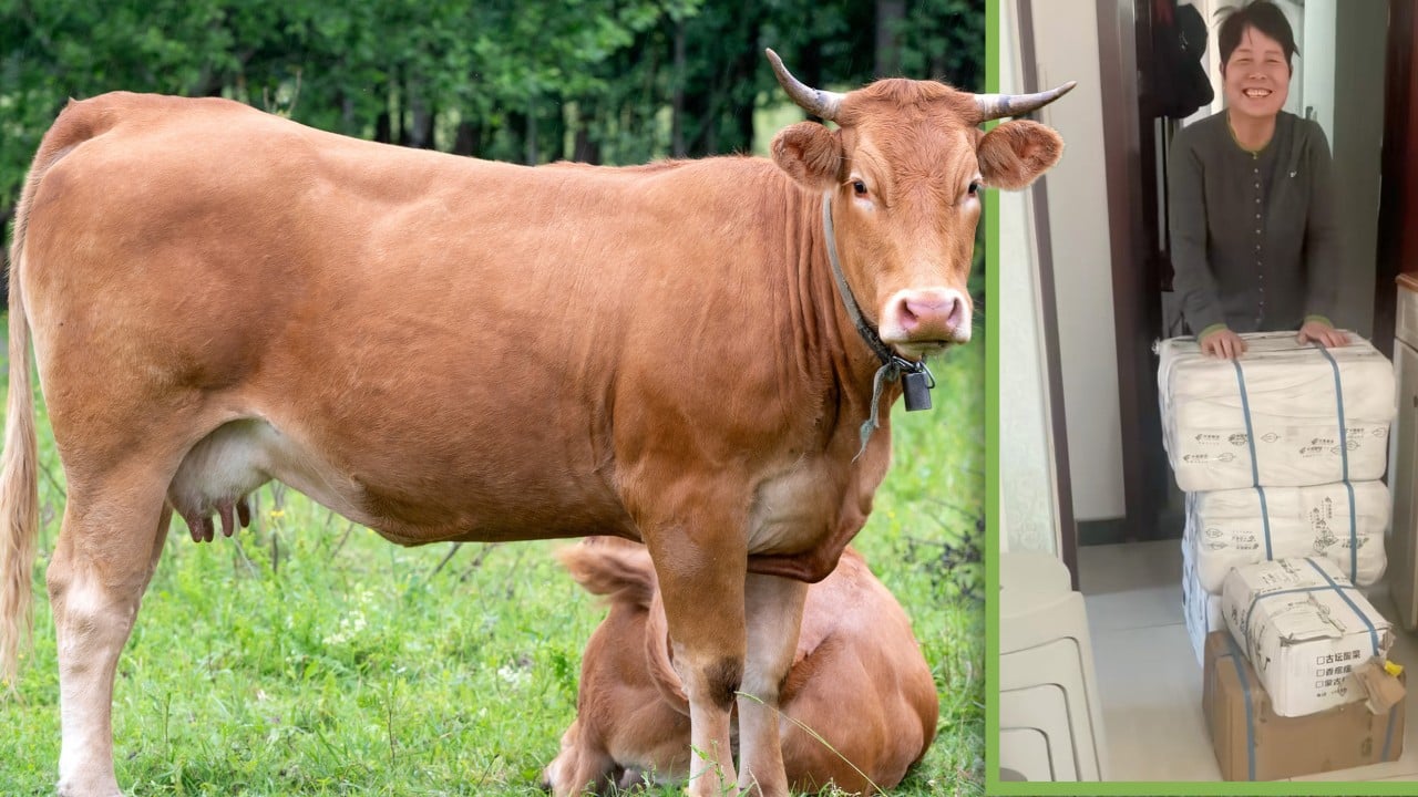 Woman in Beijing receiving a heavy care package at her door, said to contain a whole cow sent from Inner Mongolia