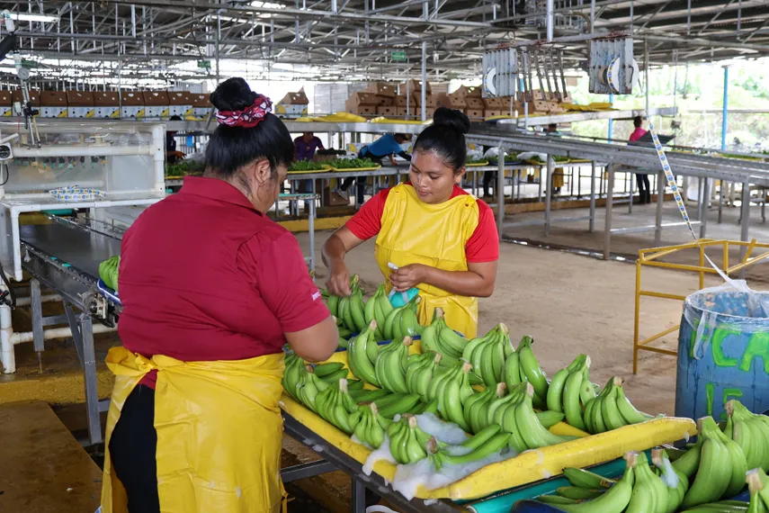 Chiquita packing plant and banana fields in Bocas del Toro with workers inspecting fruit and a Chiquita logo sign