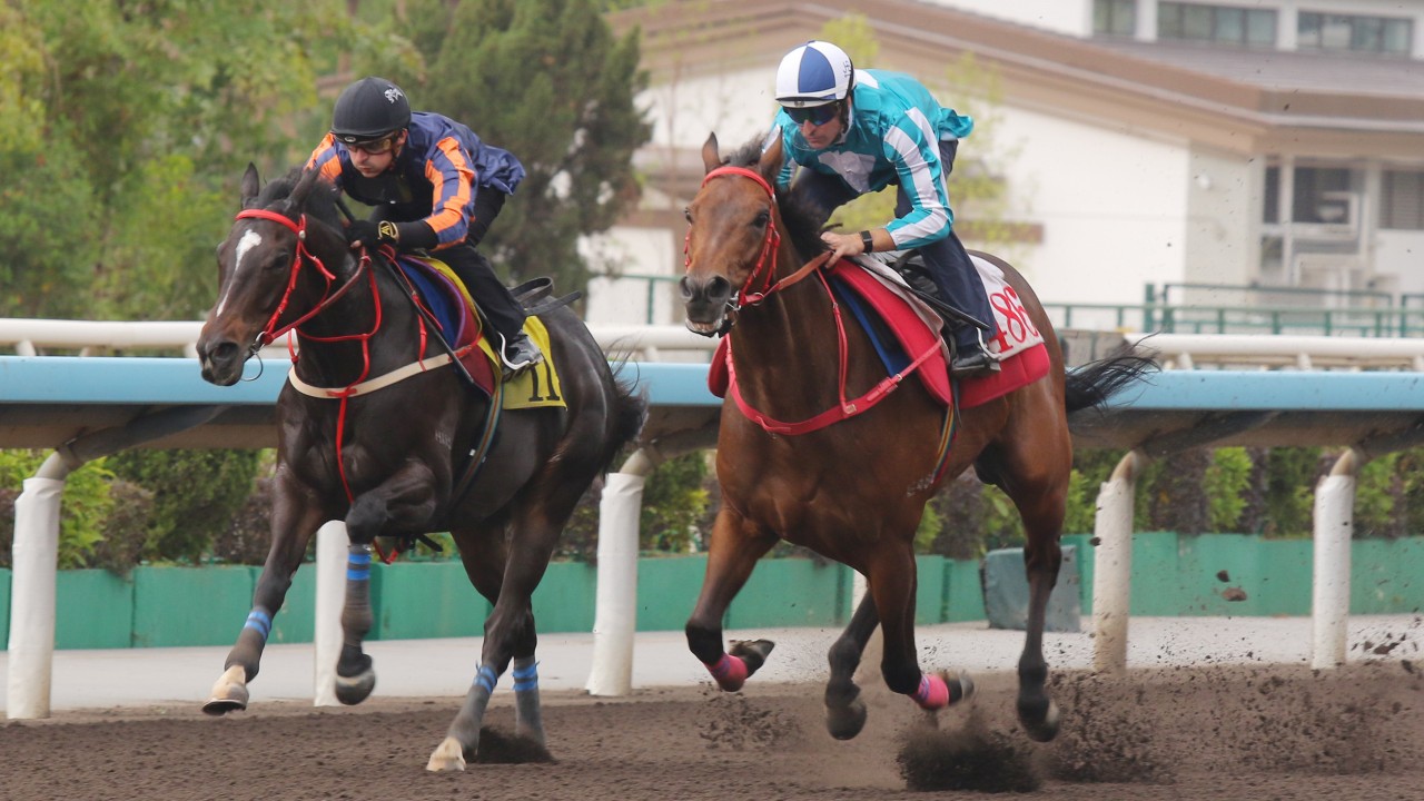 Racehorse Romantic Warrior winning a trial at Sha Tin with jockey celebrating on the dirt track