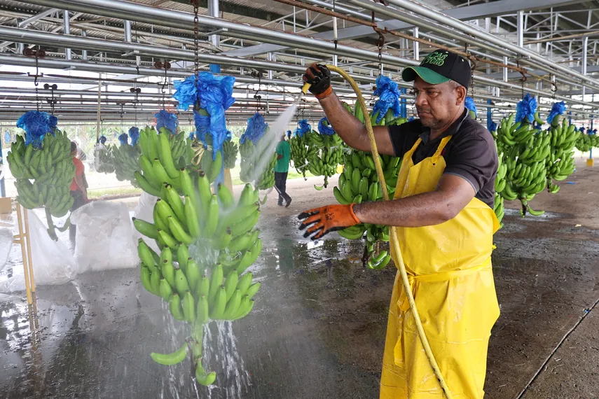 Workers in Bocas del Toro labeling and handling bananas at farm 15 as Chiquita gradually restarts operations