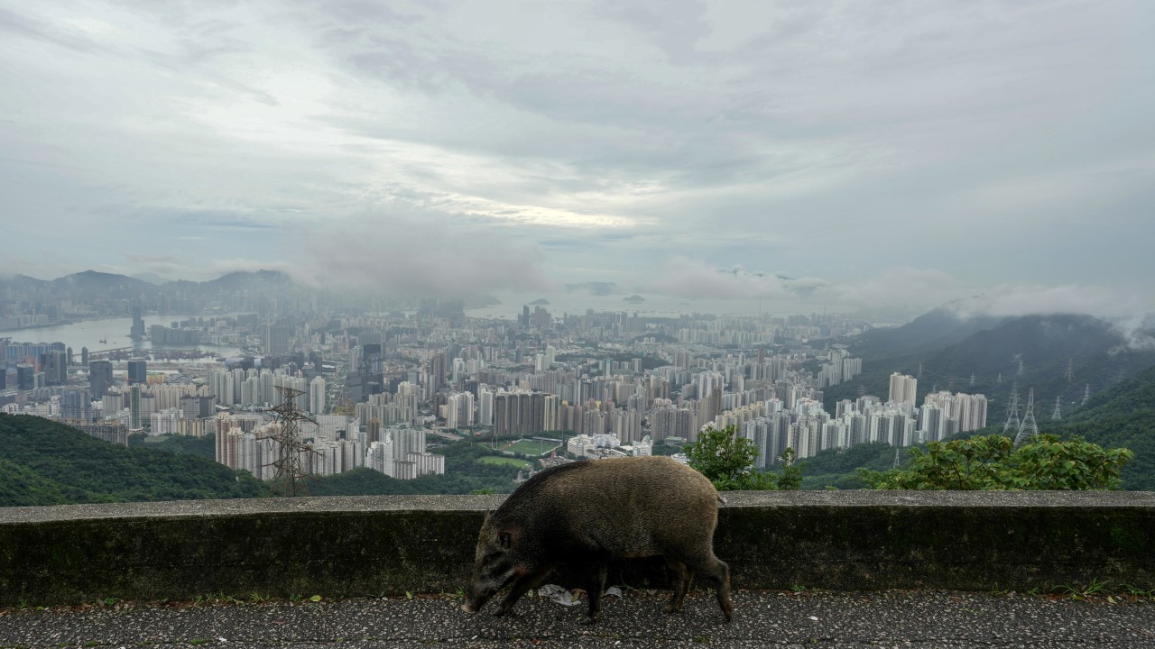 An urban street in Hong Kong near a roadway, reflecting safety concerns after a vehicle struck a buffalo