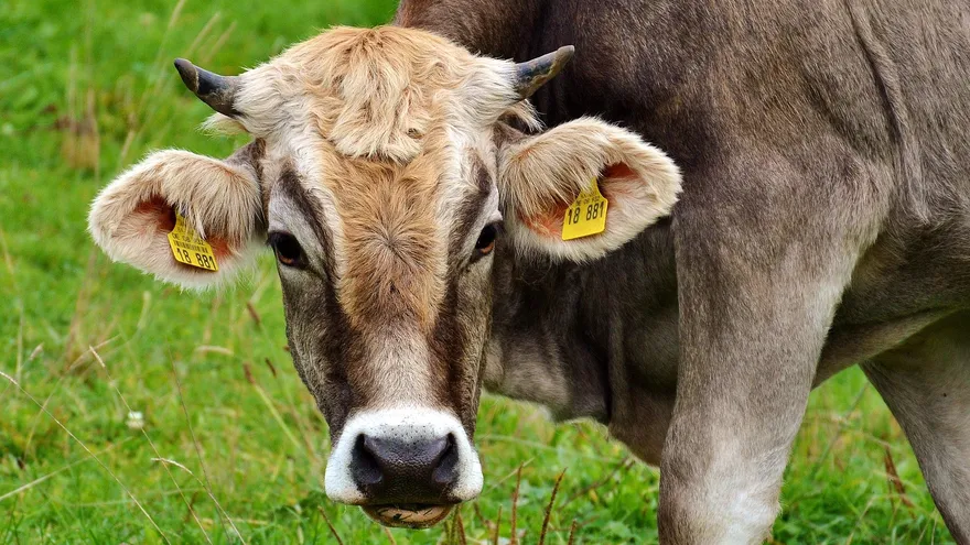 Cattle grazing on a farm in Chiriquí province, Panama, illustrating certified brucellosis-free livestock and rural agriculture