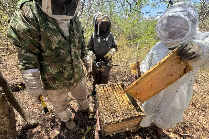Beekeeping in mangrove habitat near Paris and Santa Ana, Panama, showing hives among mangrove trees and honey jars from the first harvest