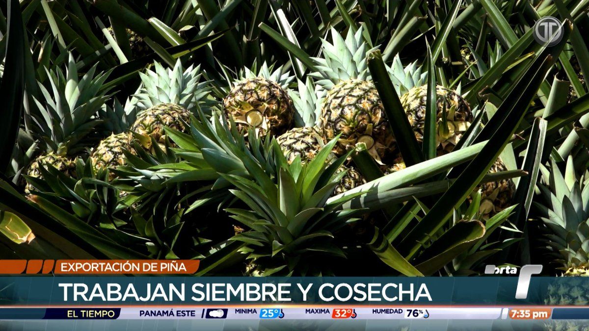 Workers handling fresh pineapples for export in a Panama agricultural packing facility