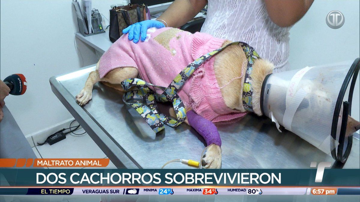 A rescued dog receiving veterinary care in a clinic after suffering severe injuries in Chilibre, Panama.