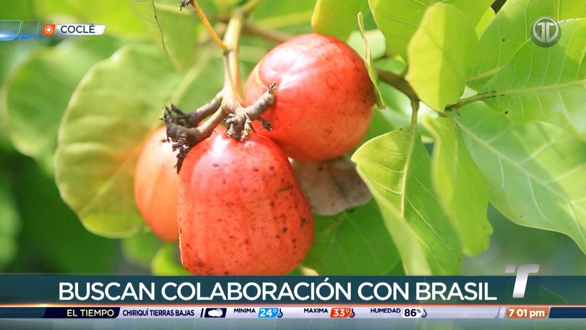 Marañón trees or cashew harvest activity in a rural agricultural area of Coclé, Panama