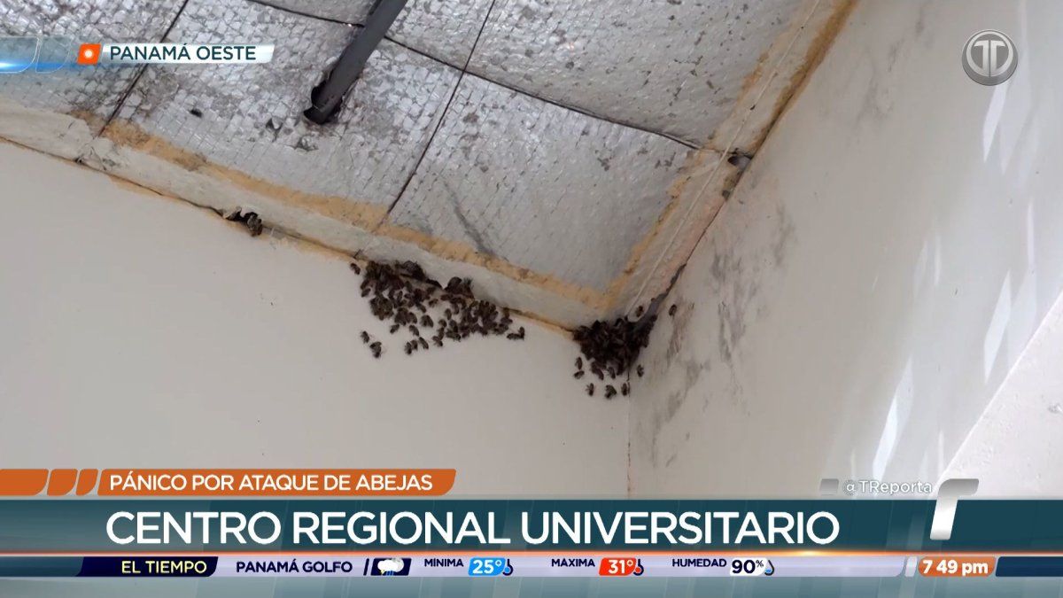 Campus area of the Centro Regional Universitario de Panamá Oeste where bee colonies prompted suspension