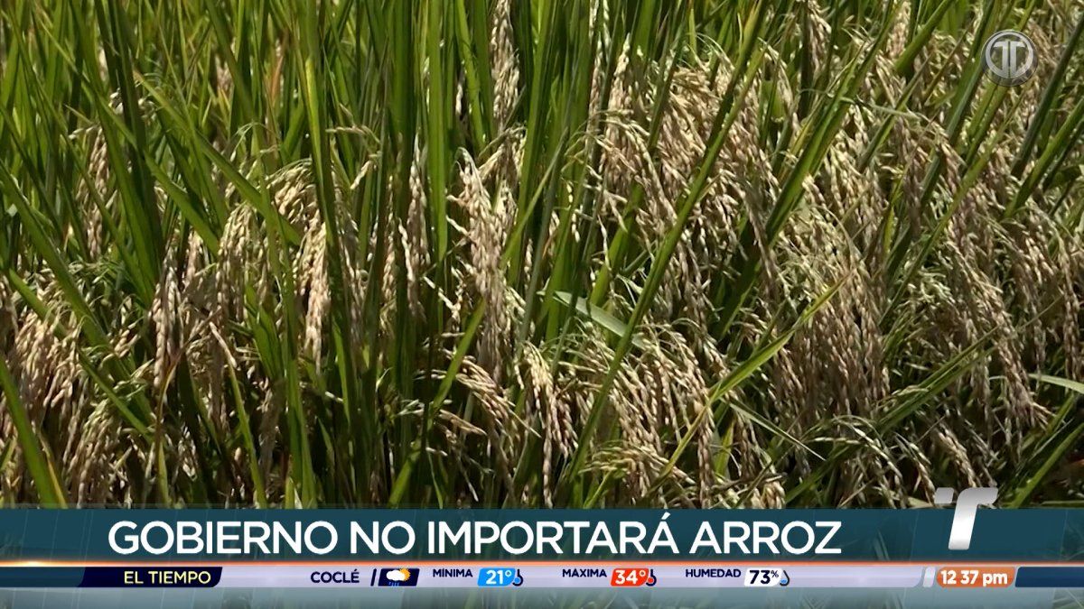 Rice farmers discussing crop costs in a Panamanian agricultural field