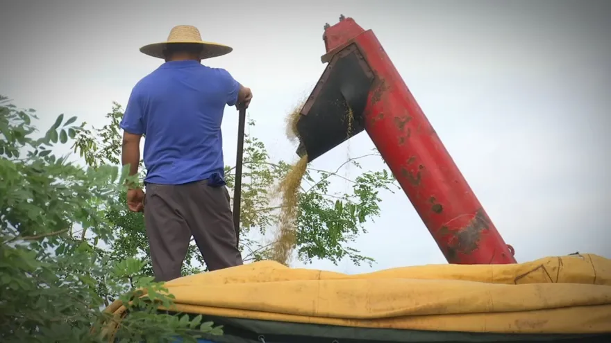 Rice being harvested in a Panamanian field with farm machinery in the background