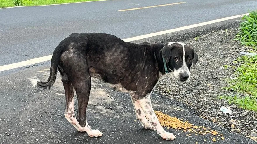 Animal rescue volunteers or a community map highlighting abandoned animal hotspots in Panama City neighborhoods
