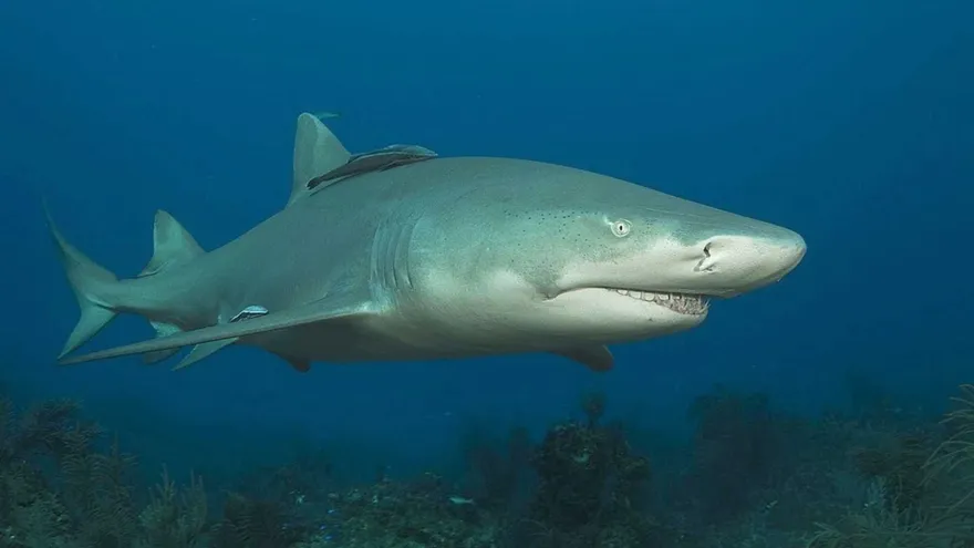 A lemon shark swimming in clear coastal waters near a protected marine area in Panama