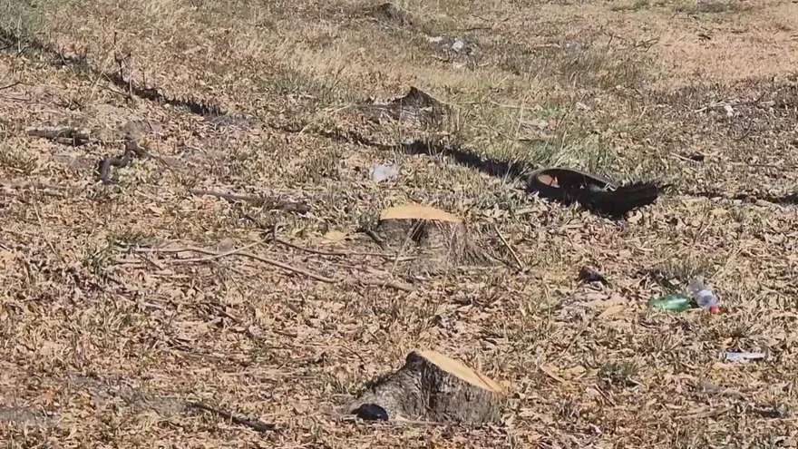 Guayacán trees with bright yellow blossoms along a highway in Penonomé, Panama