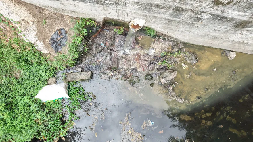 Dead fish floating in a polluted river with murky water and urban surroundings in Panama
