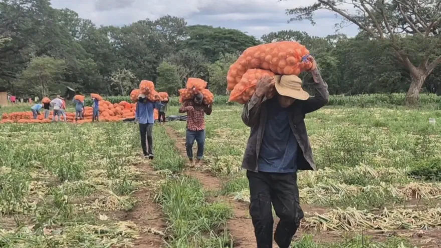 Stacks of fresh onions being sorted for sale by farmers in Azuero, Panama