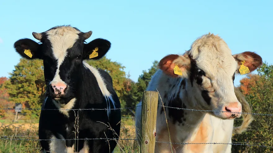 A cattle ranch in Chiriquí with livestock being managed on a Panamanian farm