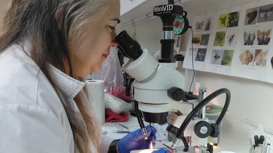 Agricultural quarantine inspectors checking imported goods at a Panama border inspection point