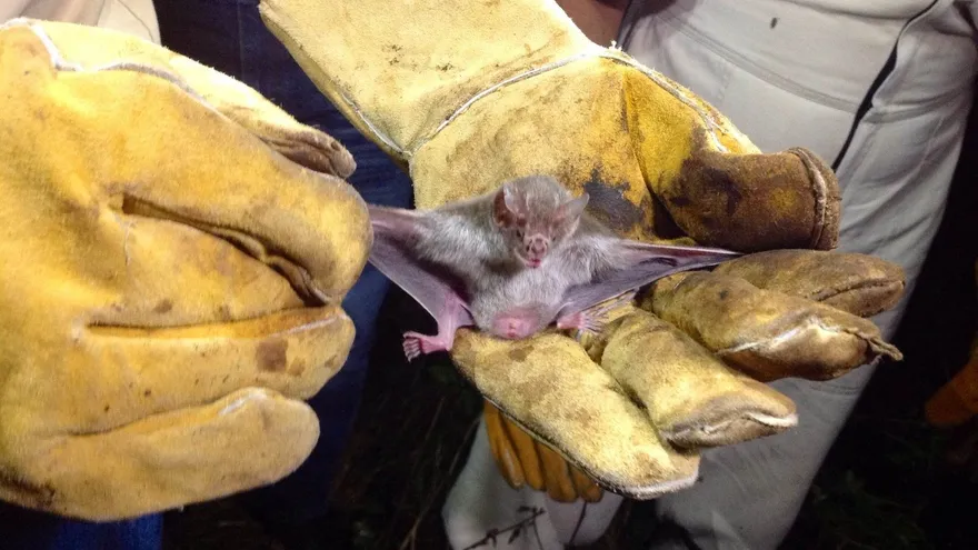 Livestock workers inspecting cattle in a rural area of southern Veraguas during an animal health operation
