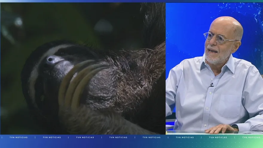 Lush tropical forest in Panama near a protected national park with dense green trees and a river corridor