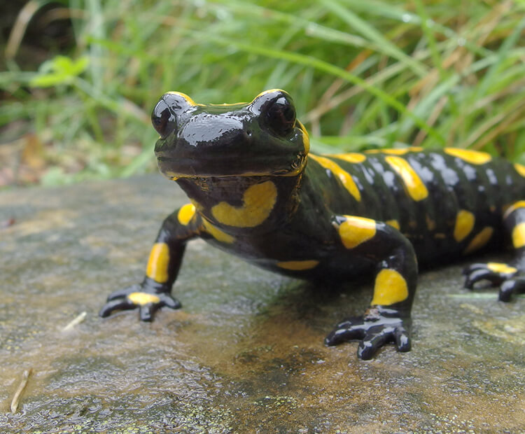 A small worm salamander being documented in a tropical rainforest area near streams in Colón, Panama