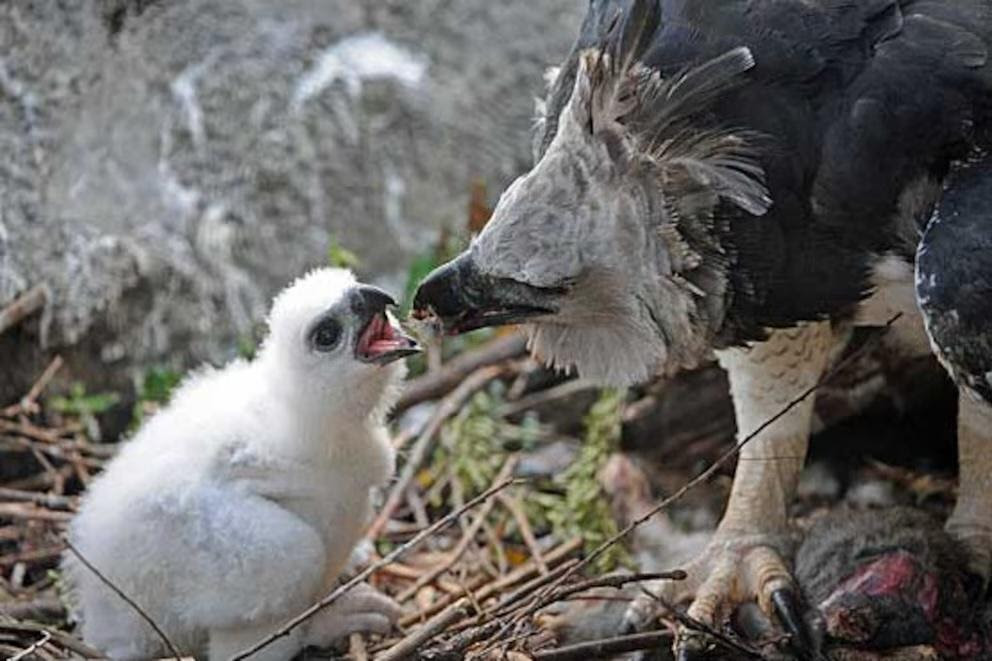 A harpy eagle perched in the rainforest canopy with a chick in a nest in Darién, Panama