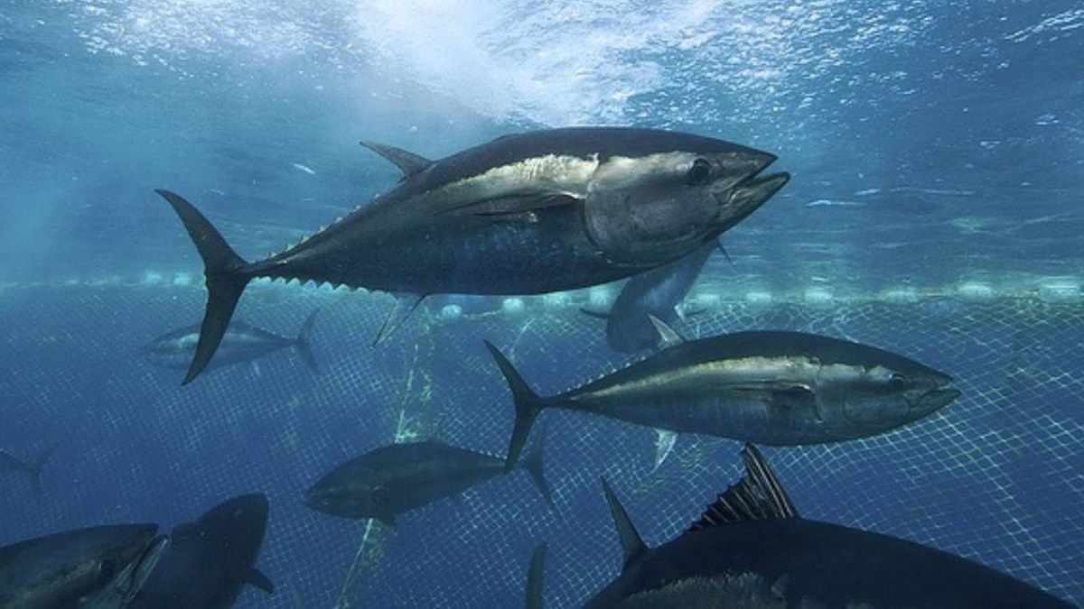 Fishing boats and tuna being prepared for export in Panama, reflecting the country's return to the U.S. yellowfin tuna market