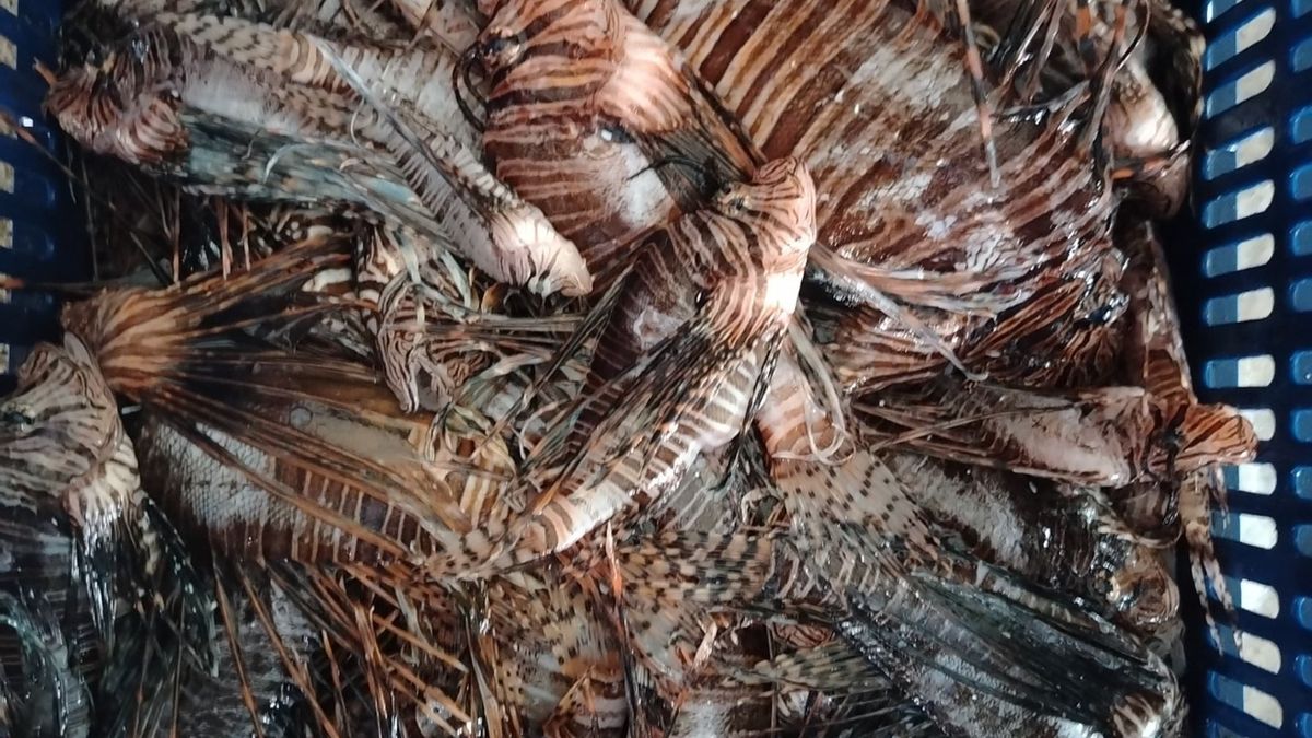 Divers and local participants taking part in a lionfish capture effort off the coast of Bocas del Toro