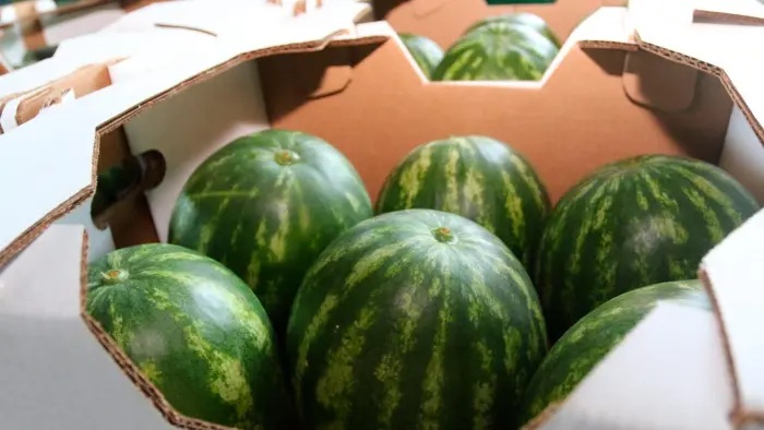 Workers and export-ready watermelon and melon crops on a farm in rural Panama with agricultural equipment nearby