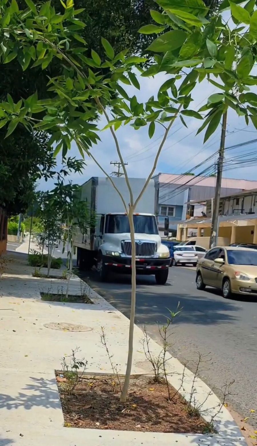 New sidewalks and planted trees line Calle 74 in Betania, Panama City, during an urban improvement project