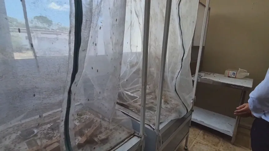 Researchers at the Technological University of Panama working on a pilot project using black soldier fly larvae to process organic waste