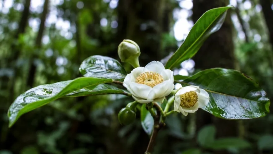 Researchers studying cloud forest trees in Panama, surrounded by dense green vegetation in a mountainous forest setting