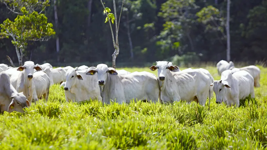 Farm workers and livestock producers in the green lowlands of Chiriquí preparing fields during the dry season in Panama