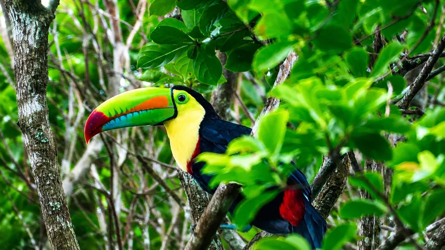 Birdwatchers in Panama observing tropical birds in a lush forest setting during a nature event