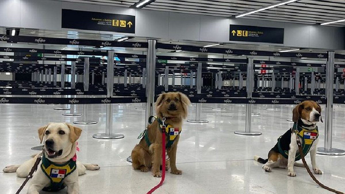 Canine inspector checking passenger luggage at Tocumen International Airport in Panama